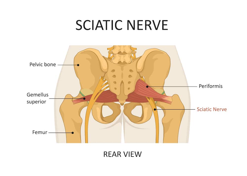 Diagram of sciatic nerve